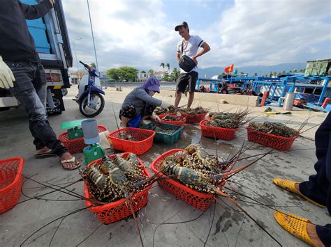 Tôm hùm bông ở Khánh Hòa bị đen mang, chết hàng loạt .